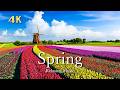 4K 春の絶景【リラックス音楽】チューリップと桜に癒される風景|Spring Relaxing Scenery