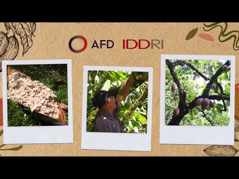 Hacia un cacao sostenible: oportunidades y desafíos para la cadena de valor dominicana