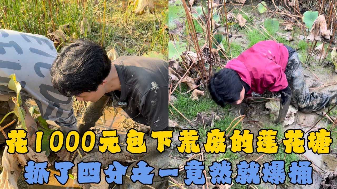 花1000元包下荒废的莲花塘，抓了四分之一竟然就爆桶！