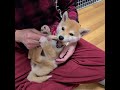 『柴犬』むぎ  鹿の角噛みまくる！