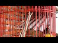Suara Platuk Beras Gacor Nembak Cocok Untuk Masteran Burung Kicau Mp3 - Mp4 Download