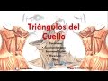 Anatomía - Triangulos del cuello (Límites, Contenido, Suelo, Importancia)