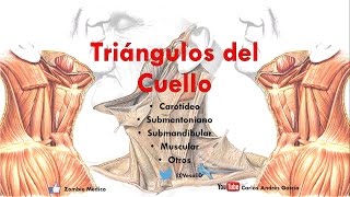 Anatomy - Triangles of the Neck (Boundaries, Contents, Floor, Importance)
