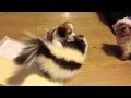 Skunk playing with a puppy!