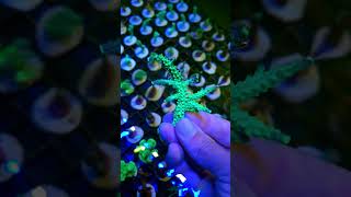 Acropora puntas azules #reeflife #reeftank #coralfrag