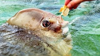 fish feeding frenzy screenshot 5