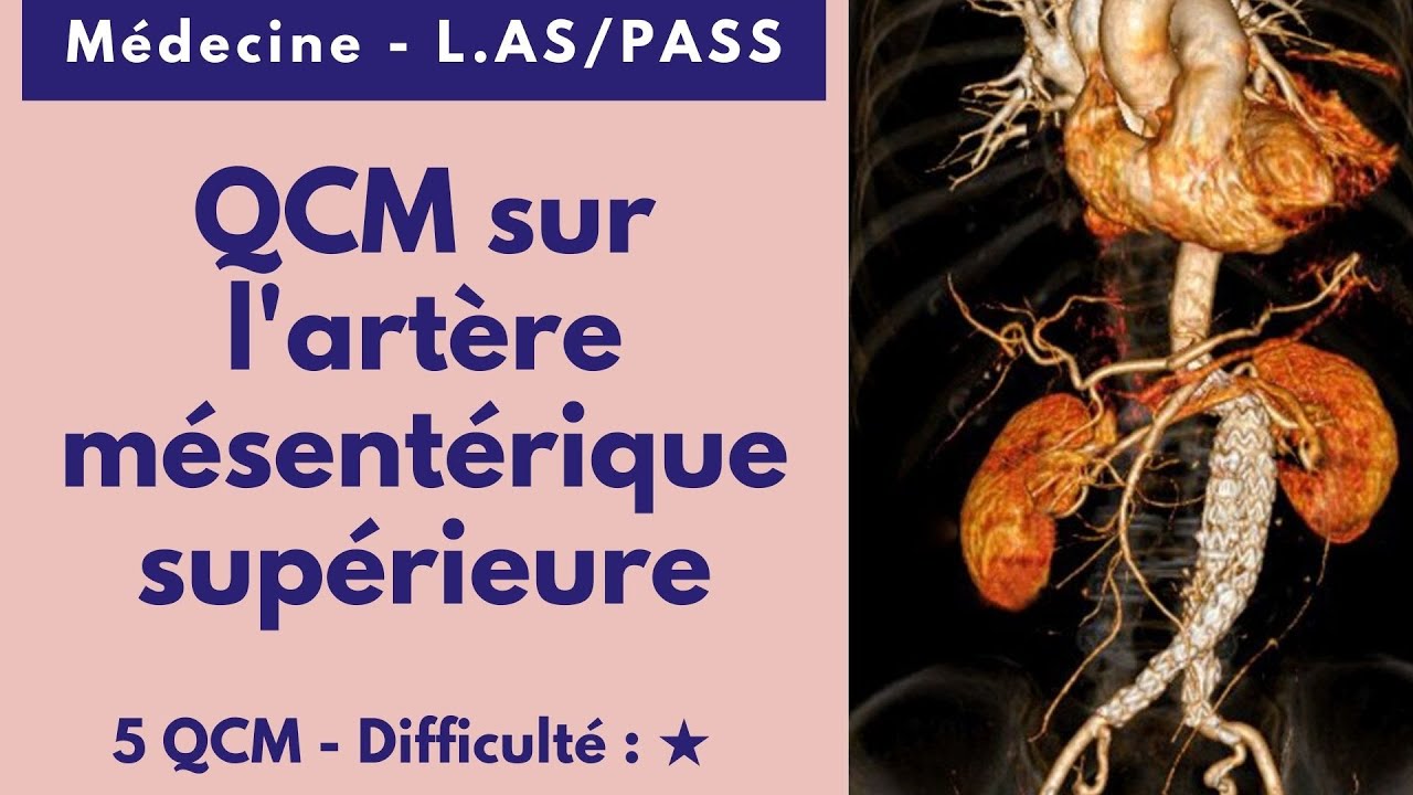 QCM sur l'artère mésentérique supérieure - YouTube