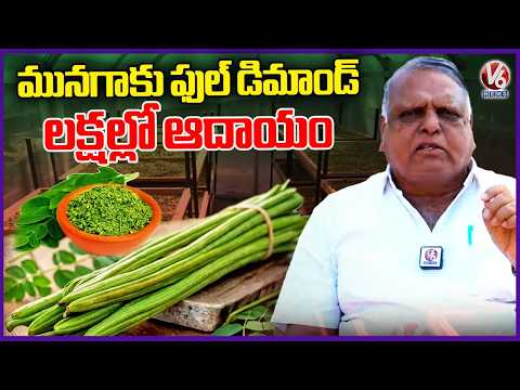 Moringa Powder Farming : Health Benefits & Market Price Explained | V6 News - V6NEWSTELUGU