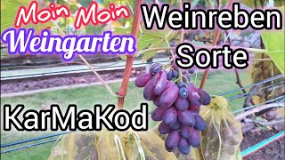 Weinrebe Karmakod