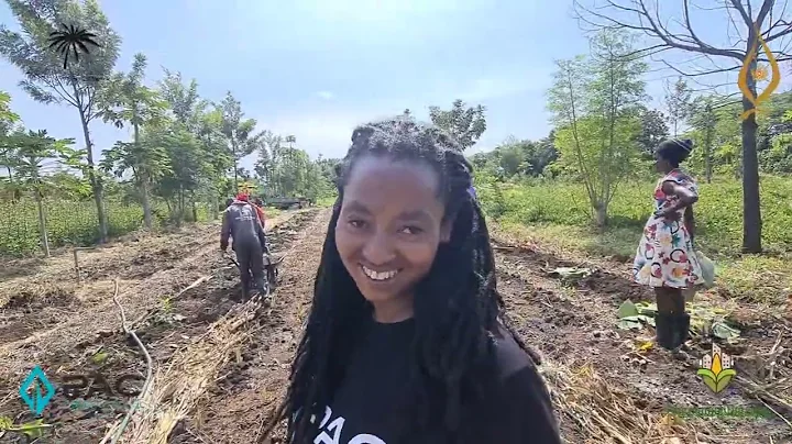 Implementing a huge syntropic agroforestry farm in Sori Kenya