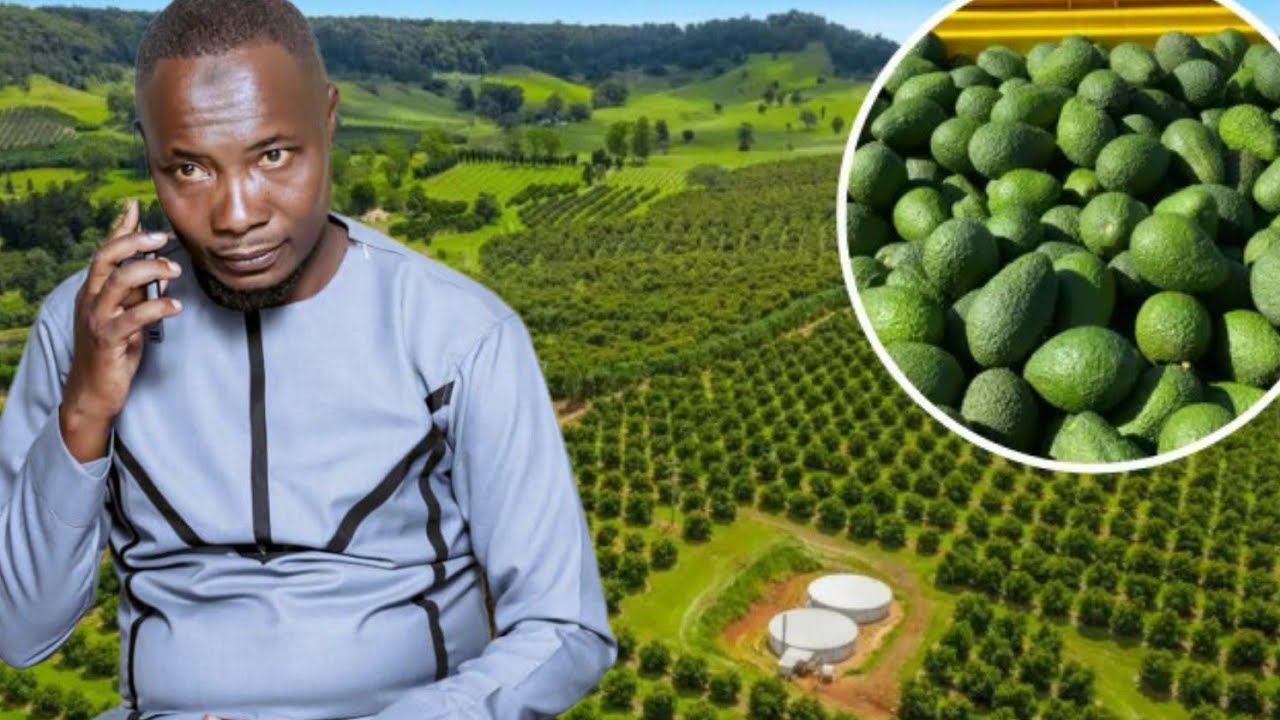 INTAHE IKOMEYE Y'UMURIMYI W'IVOKA i MUYINGA