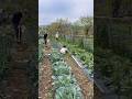 Weeding the garden #gardening #outdoors #children