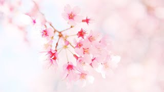 Cherry Blossom, The season of Sakura begins.