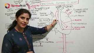 Heart anatomy, Heart Sounds, & Conducting System of Heart