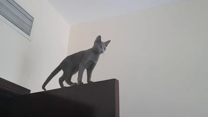 Video 3133171: russian blue cattery, first litter