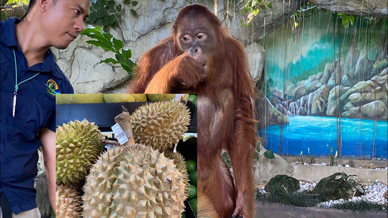 durian lovers