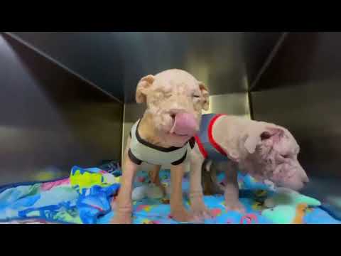 Mange-Ravaged Babies Huddle Together For Comfort, Their Exposed Skin Burning With Pain [STORY BELOW]