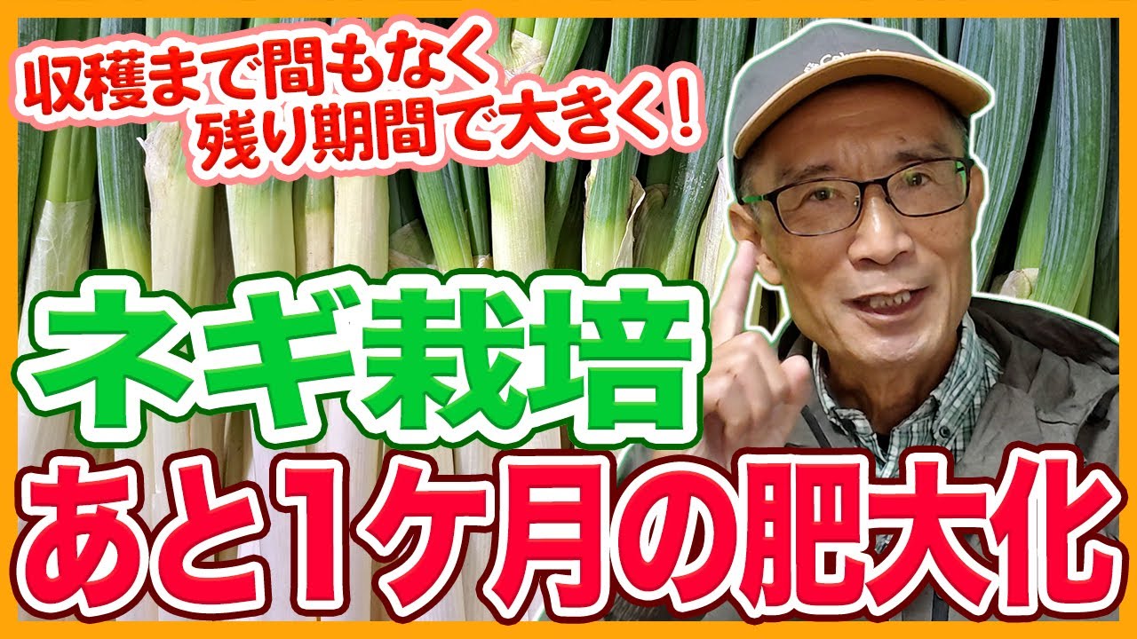 There's only one month left until harvest for leeks grown in home