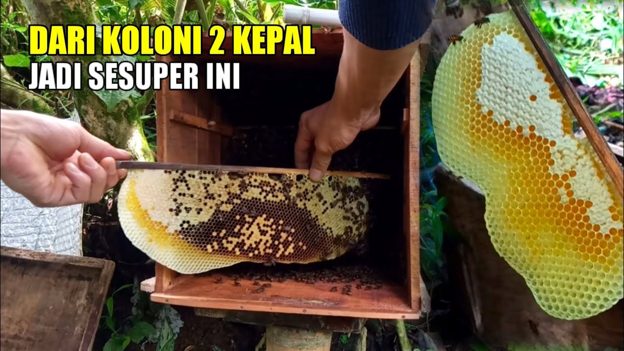 Jangan sia-siakan koloni sedikit, nanti jadi sesuper ini apa gak eman 😂