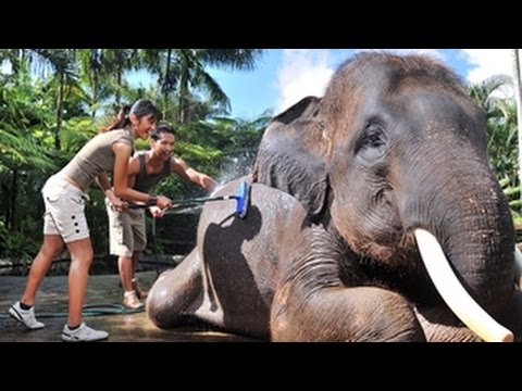 elepant-safari-park-&-lodge-taro-bali-|-elephant-safari-ride-tour