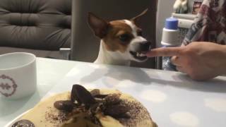 Buzzsharer Jack Russells