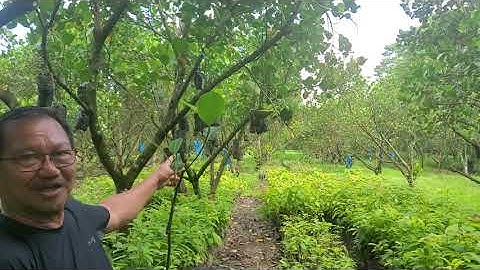 Asexual Propagation of Langka By Inarching Method Has High Survival Rate