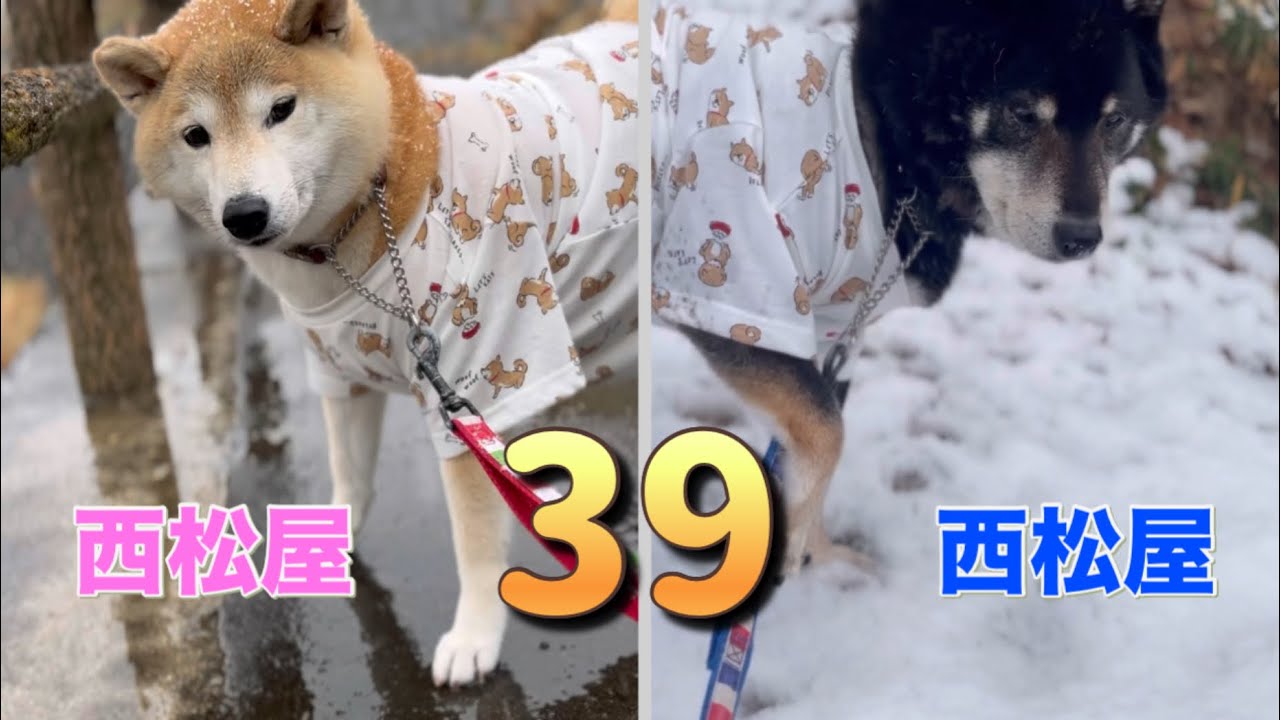 【柴ズに39の日。安く、可愛い子供服で散歩＆寝顔に母ちゃん 悶絶！】 @shiba5548 #柴犬 #39の日 #西松屋 #shibainu #ありがとう 