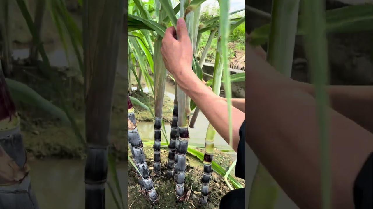 RT 500034 mini rotary tillage and ridging all-in one tree 🌴