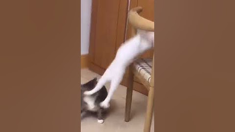 Support us on Ko Fiko fi com cats n pets memes ️ Join our Telegram channel t me cats n pets memes  S