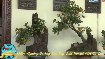 Chiêm Ngưỡng Vẻ Đẹp Của Cây Quất Bonsai Trên Gỗ Lũa
