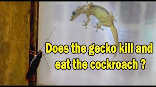 the gecko  -  Does the gecko kill and eat the cockroach?