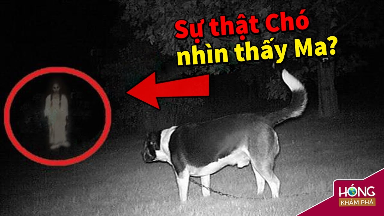 Chó có thể nhìn thấy Ma? | Can Dogs See Ghosts? - YouTube
