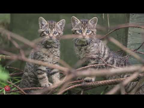 Дикі шотландські коти