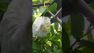 Serikaya Jumbo Josss