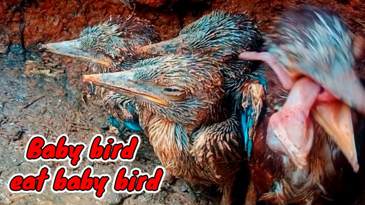 PREDATOR BIRD BABY BIRDS EAT BABY BIRDS YouTube predator-bird-baby-birds-eat-baby-birds-youtube