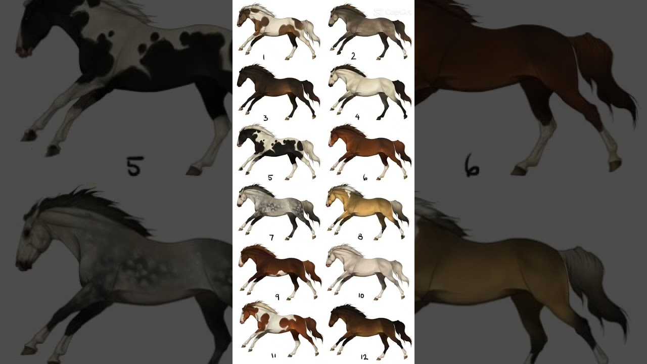 I love pinto horses! 