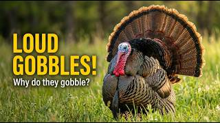 Turkey Sounds: The Loud and Iconic Gobbling of the Farm | Sound Atlas