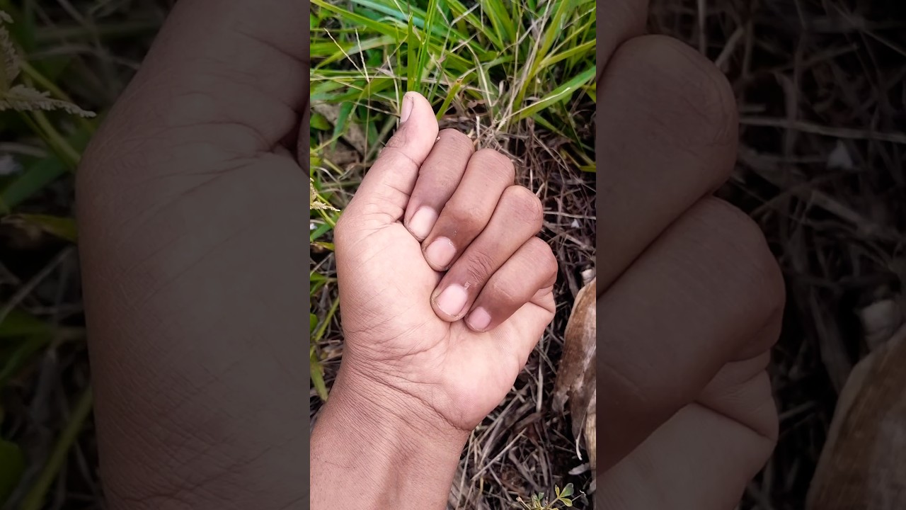 Is this oriental longheaded grasshopper still young?