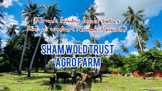 Ternak lembu dan kambing dari bebas lepas kini di umbar - Pulau Banggi kudat sabah.