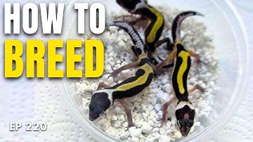 Leopard Gecko Breeding Guide (step by step)
