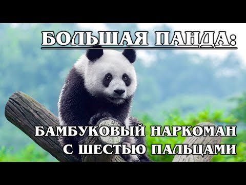 БОЛЬШАЯ ПАНДА: Енот или медведь?