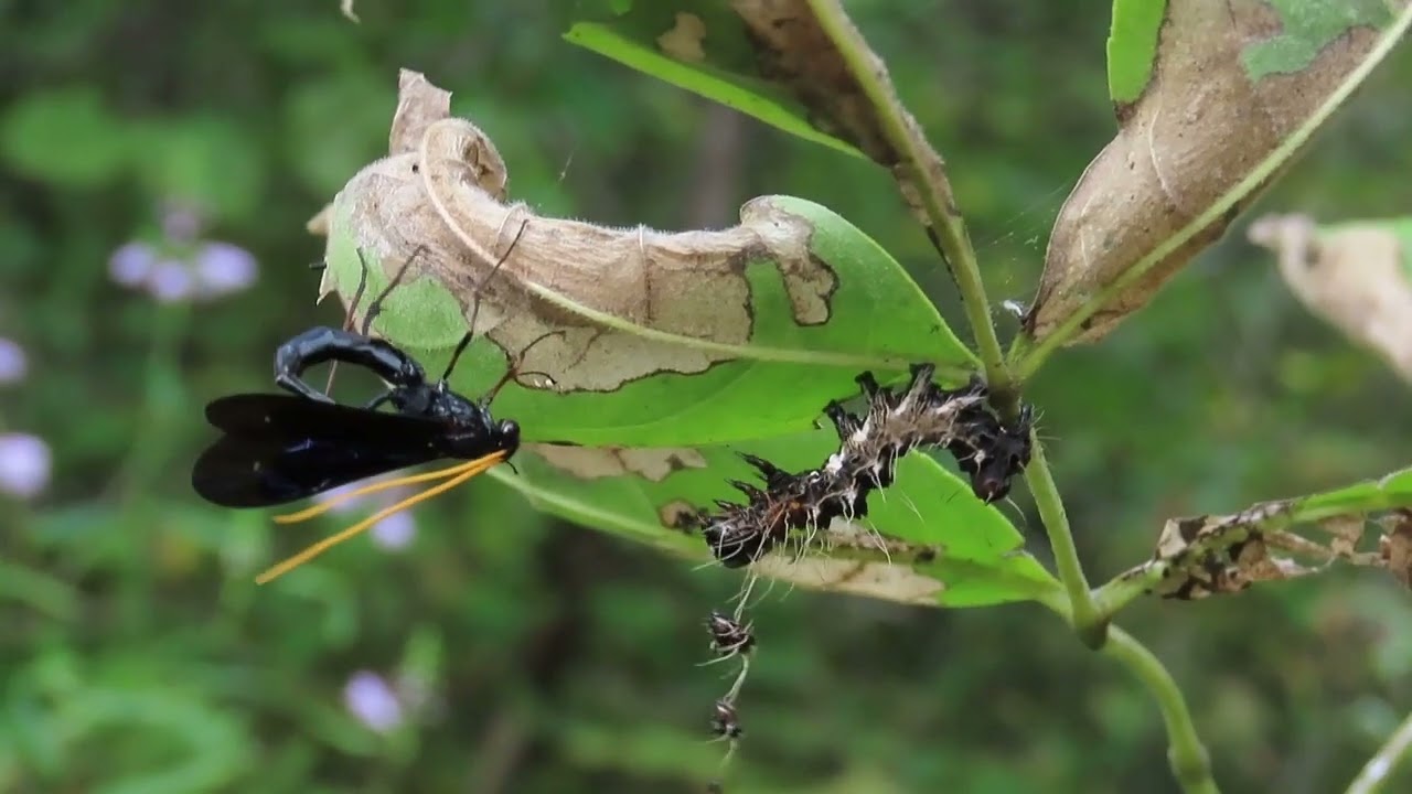 Ichneumon attack on Harris' Three-spot caterpillar