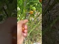 HARVESTING my very first Phillipine tomatoes #agriculture #organic garden #short