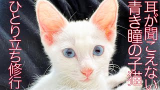 耳が聞こえない保護子猫、遂にひとり立ちする  The rescued deaf kitten living by herself