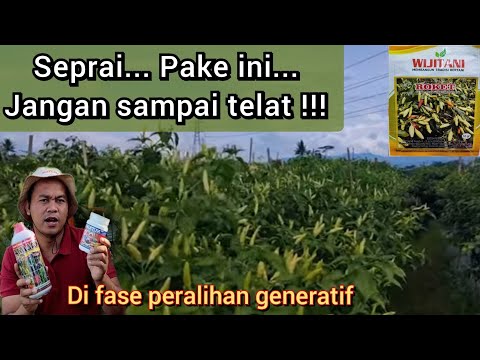 Perawatan cabai fase generatif