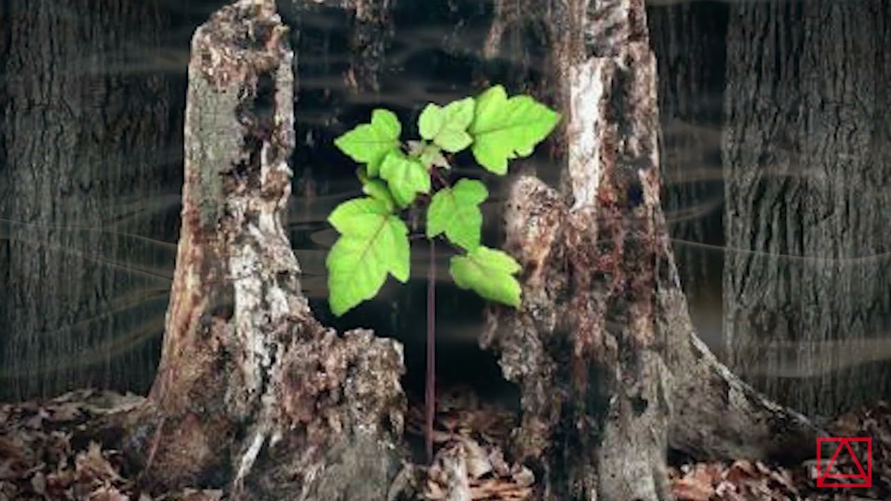Св  Исаак Сирианин Подвижническия наставления ч 64