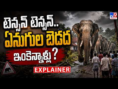 Explainer : టెన్సన్ టెన్సన్.. ఏనుగుల బెడద ఇంకెన్నాళ్లు? - TV9 - TV9