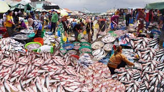 แหล่งปลาที่พลุกพล่านและใหญ่ที่สุดในโลก ฉากตลาดปลากัมพูชา