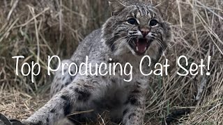 Celebrity Bobcat Trapping! Simple Flat Set Profile