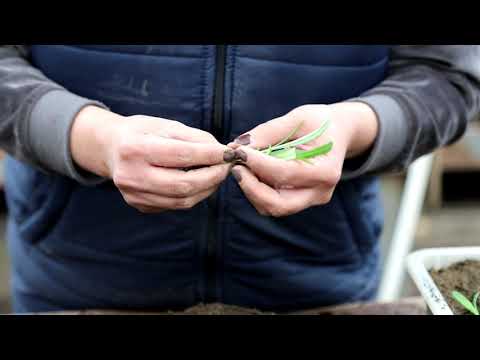 მცენარის ჯგუთვა-პიკირება